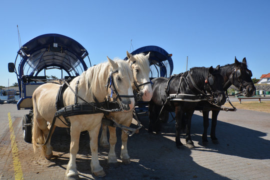 Pferdekutschen im Hafen von Vitte auf der Insel Hiddensee