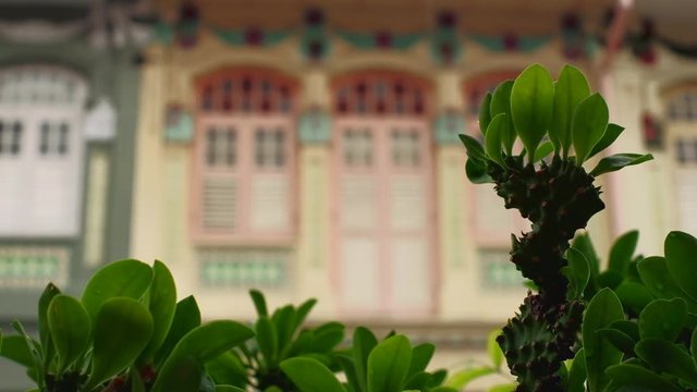 Singapore - May 2018: Plant on rainy day with traditional shophouses defocused in background . 4K resolution