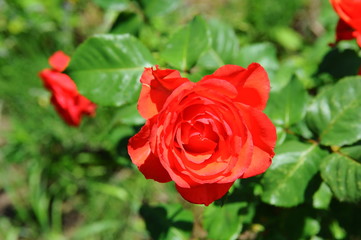 Naklejka premium Bud of red rose