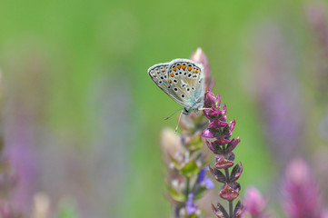 Common blue butterfly on flowers in the meadow. Polyommatus thersites, the Chapman's blue butterfly