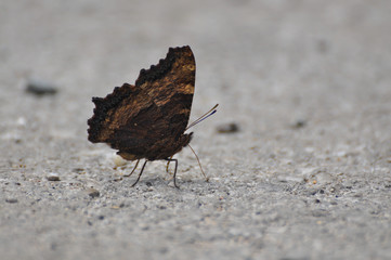 The large tortoiseshell or blackleg tortoiseshell butterfly(Nymphalis polychloros). Beautiful large butterfly