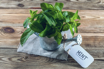 Fresh mint leaves in a vintage watering can on a wooden background.