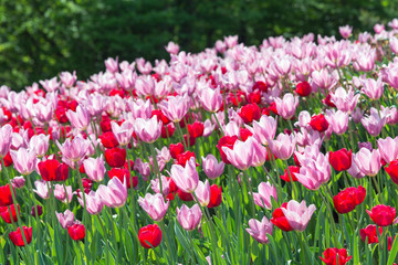 Lots of red and pink tulips 