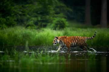 Plakat Amur tige in the river. Action wildlife scene with danger animal. Siberian tiger, Panthera tigris altaica