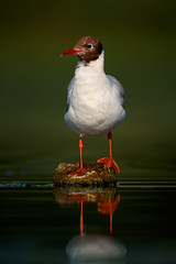 Black-headed gull (Chroicocephalus ridibundus) sitting on a branch in the water