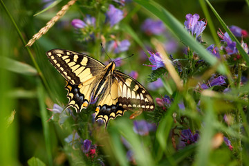 Papilio machaon, European Swallowtail (Common Yellow Swallowtail). Butterfly on flower. Czech Republic