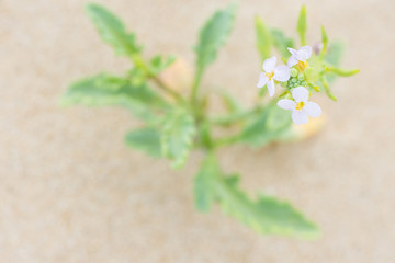 Fototapeta na wymiar Pretty Small Delicate White Flower with Green Leaves Growing in the Sand on the Beach by the Ocean. Purity Tranquility Serenity Contemplation Concept. Romantic Wedding Lifestyle Image with Copy Space