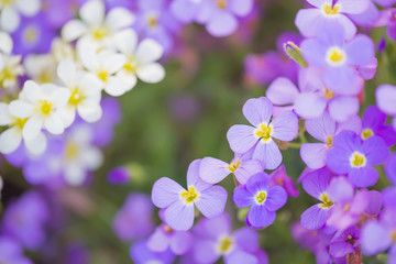 Fototapeta na wymiar Background of white and purple flowers