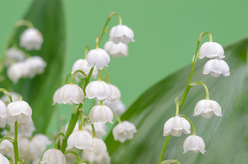 Lily of the valley close-up