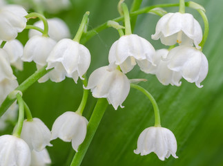 Lily of the valley close-up