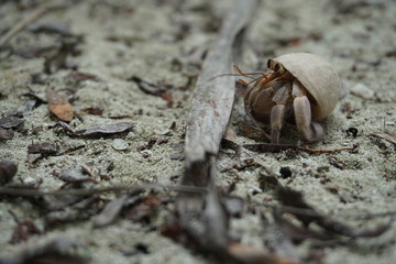 Krabbe