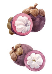 Fototapeta premium Watercolor mangosteen fruit set