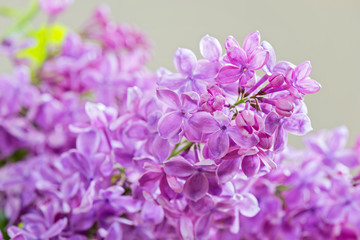 Obraz premium Zdjęcia makro bzu