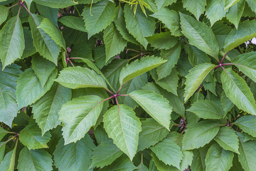 Green virginia creeper hedge close up