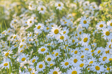 Beautiful white daisy flowerr meadow on sunlight. Soft focus and beautiful bokeh