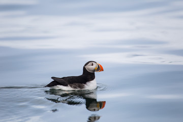 Maskonur w wodach Zatoki Białego Niedźwiedzia © blackspeed