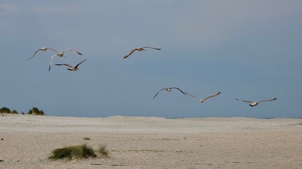 Fliegende Möwen am Nordseestrand, fliegender Möwenschwarm
