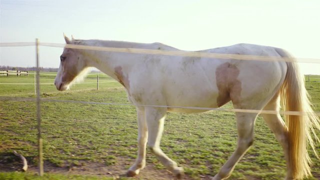 Walking beside a beautiful paint horse 4K. Camera on gimbal stabilizer tracking white horse from the side, while the horse behind an electrified fence.
