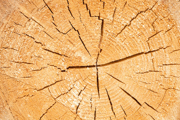 Cut Tree Showing Circle Patterns of Annual Growth.