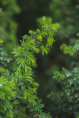 Conifer green branches and leaves background