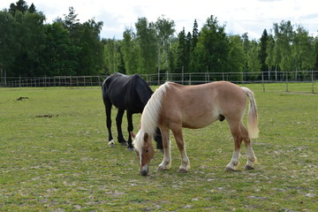 Naklejka na ściany i meble Beige horse with a white mane and a tail grazes along with a black horse near a rural stables on a summer evening