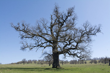 Old, secular common oak tree
