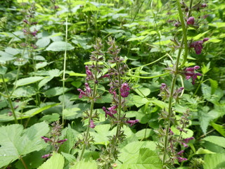nettle with purple blossom