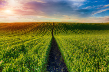 Green Field of wheat and Beautiful Sunset