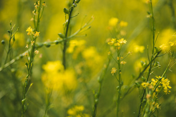 Fototapeta premium Blooming yellow flowers on summer meadow