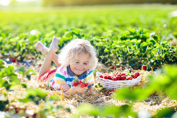 Kids pick strawberry on berry field in summer