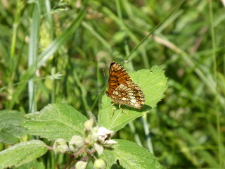 brown butterfly on a leaf