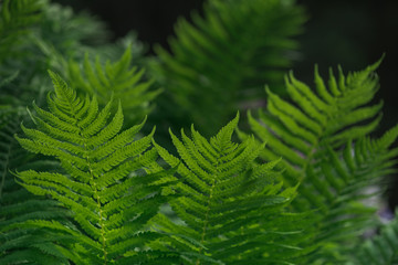Natural background with green fern leaves