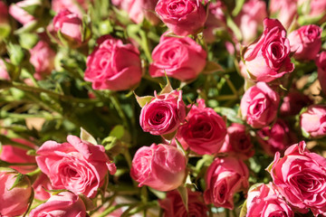 bouquet of pink roses with green leaves close-up