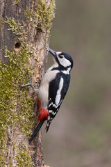 Picchio rosso maggiore maschio (Dendrocopos major)