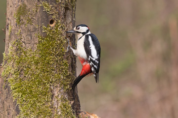 Picchio rosso maggiore maschio (Dendrocopos major)
