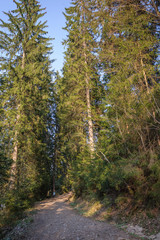 Fototapeta premium Trail between tall spruce
