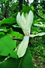 White magnolia tripetala (umbrella magnolia or umbrella-tree) flower, close up detail, soft dark green blurry park background