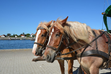 Pferde an der Kutsche am Hafen in Vitte auf der Insel Hiddensee, Rügen