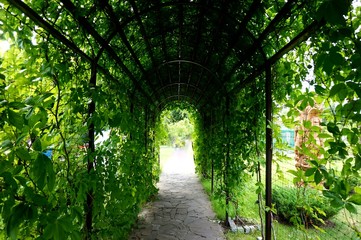 A tunnel created from loose branches of liana or grapes