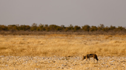 the loneliness of the jackal - Namibia