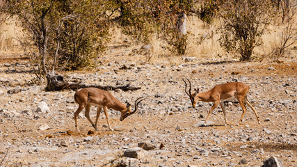 Naklejka na ściany i meble Horns against horns - Two male impalas fight to get the right to mate with the females of the herd, Etosha, Namibia