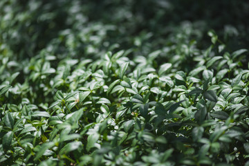 Green leaves of vinca plant on summer meadow