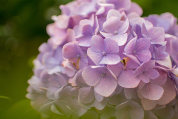 Fototapeta na wymiar 紫の紫陽花