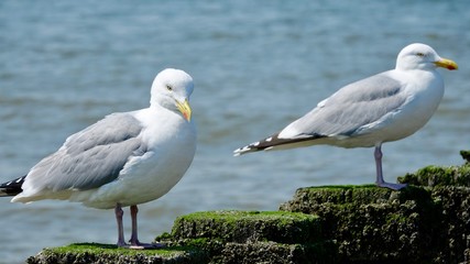 Seemöwen auf Wellenbrechern aus Holzstämmen