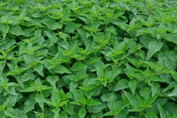 green vegetative texture from the thickets of nettle