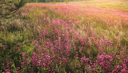 Sunny summer pink meadow background. Copy space. 