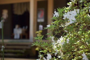 しろきつつじはなやぐやしろ