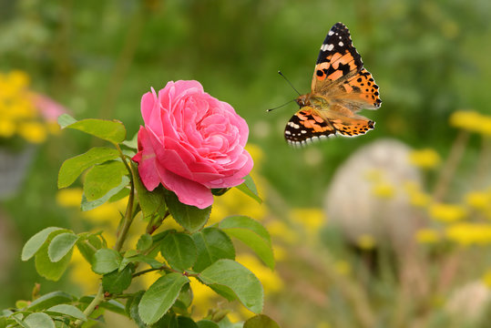 Schmetterling 413