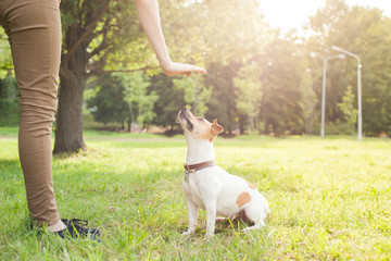 A man gives commands to a breed dog jack russel terrier which sits on the green grass in the park
