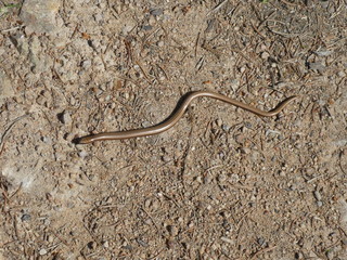 blindworm in the sand